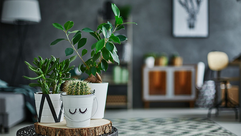The only 2 plant trends you need to know about for 2020