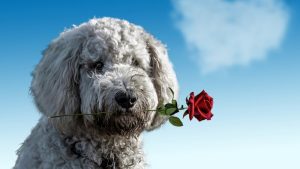 Millions of pets to be showered with gifts on Valentine’s Day