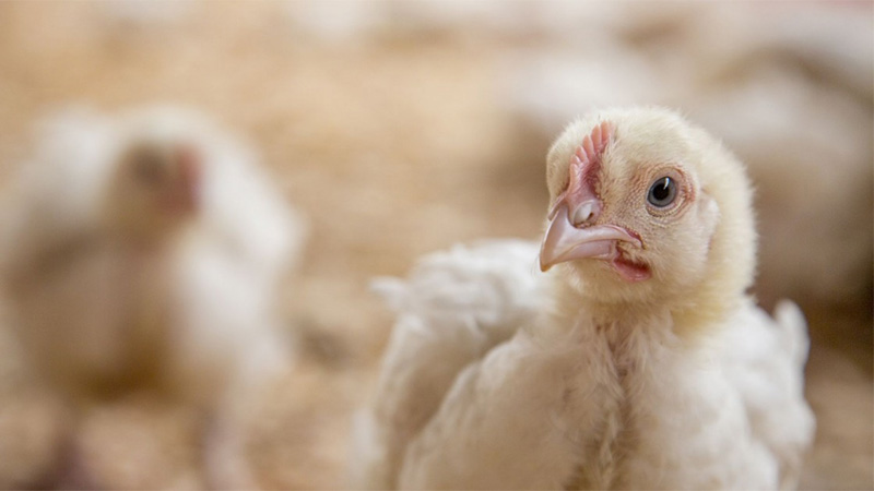 Why KFC needs to pay attention to Millennial concerns over chicken welfare