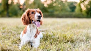 National Pet Day: Top Pet Names, Breeds And Claims Revealed